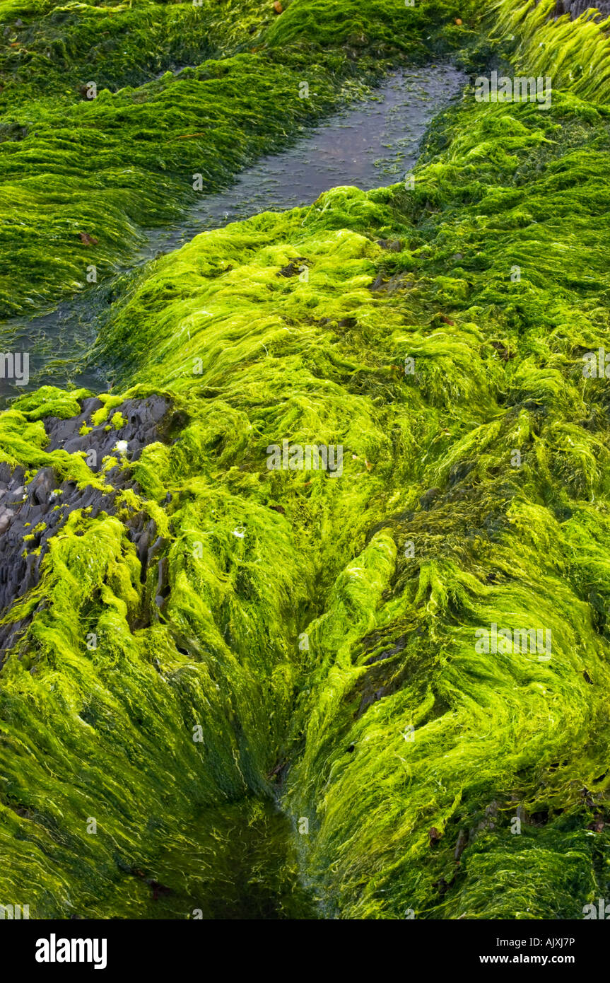 Algen-beschichtete Felsen entlang des St. Lorenz-Golf, ste Flavie, QC-Quebec, Kanada Stockfoto