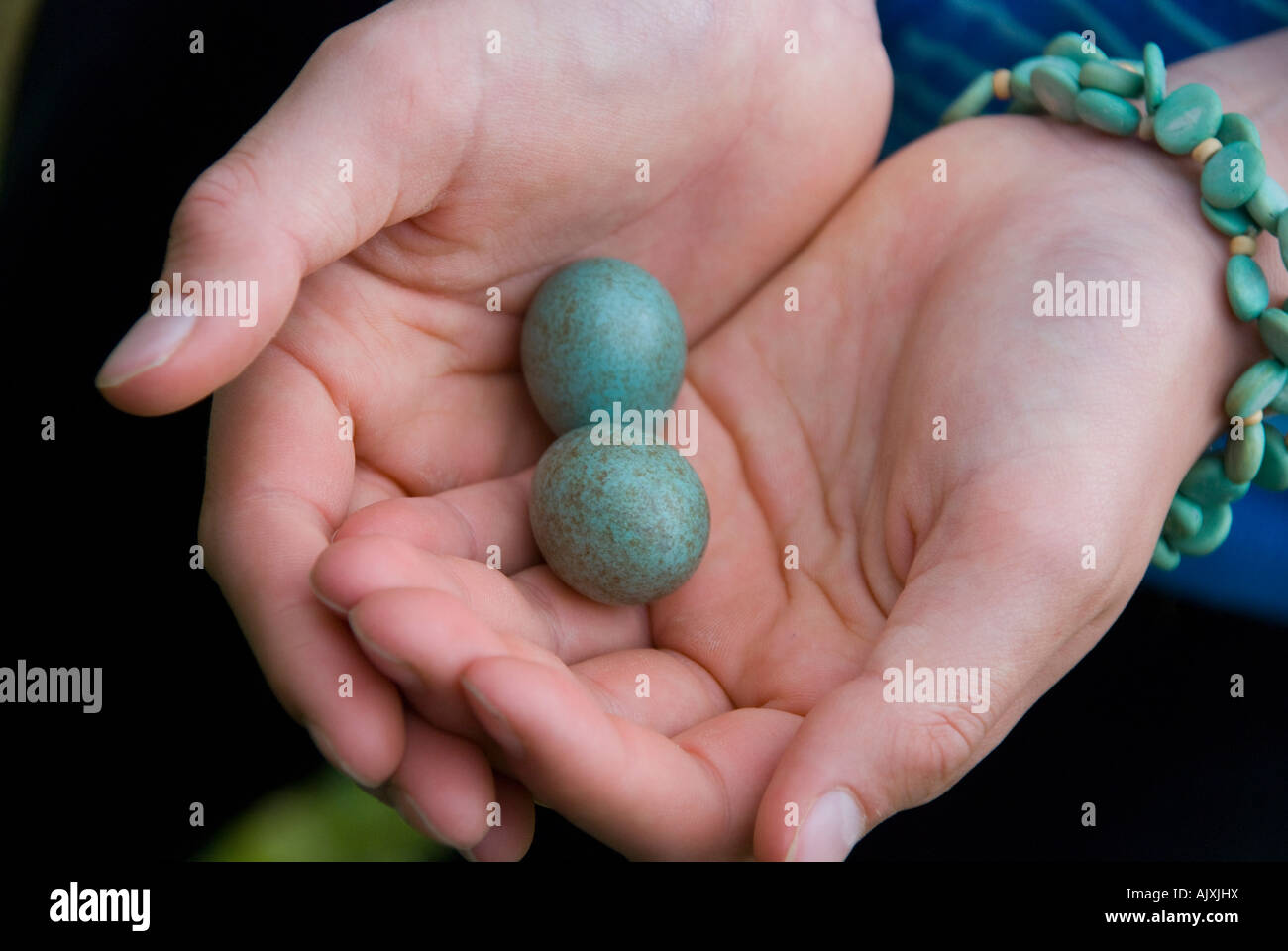 Zwei gewöhnliche Amseleier, Turdus merula, auch als Eurasischer Schwarzvogel bekannt, in den Händen eines Mädchens gehalten Stockfoto