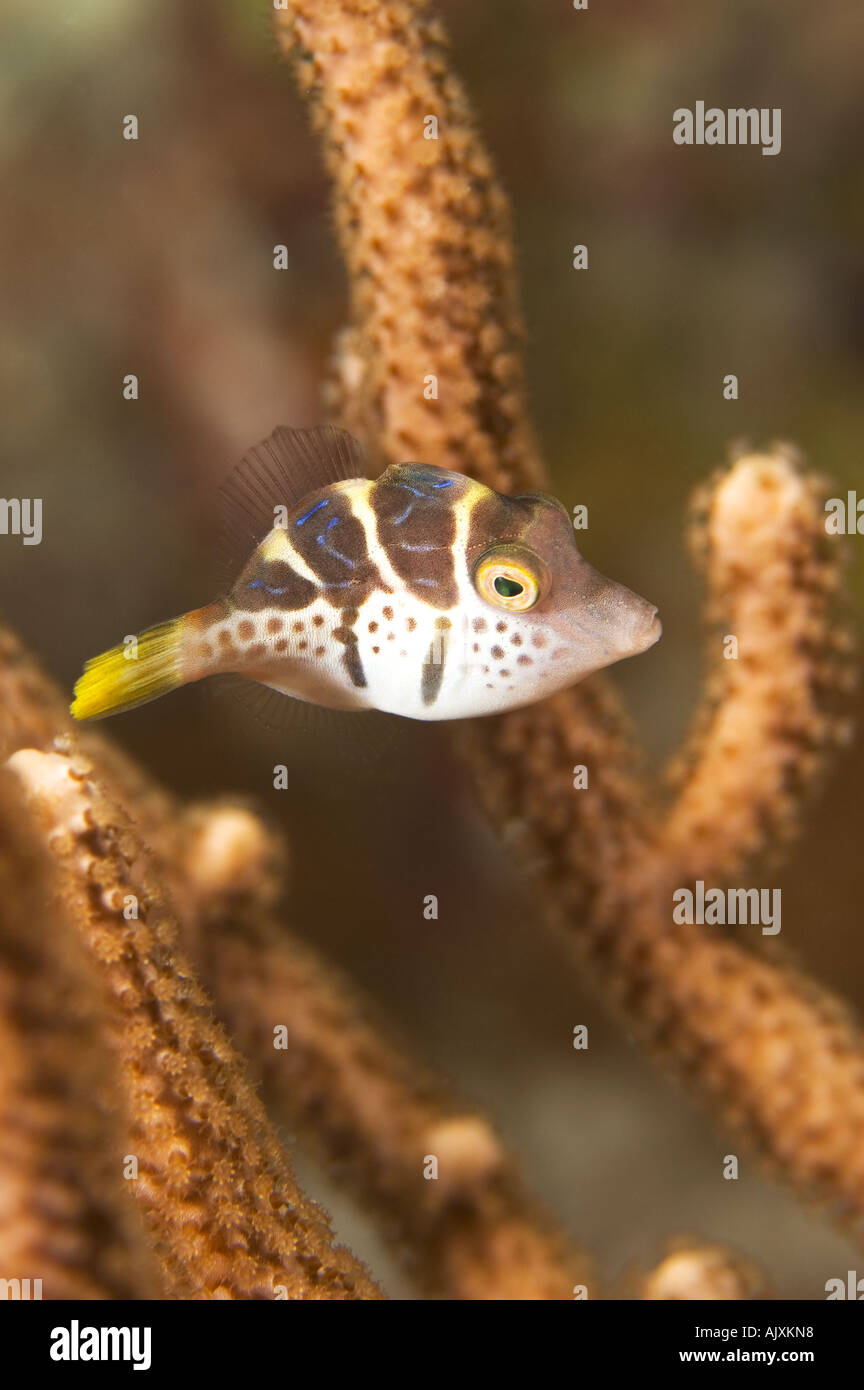 Juvenile imitieren Feilenfisch Paraluteres Prionurus Yap Mikronesien Pazifischen Ozean Stockfoto