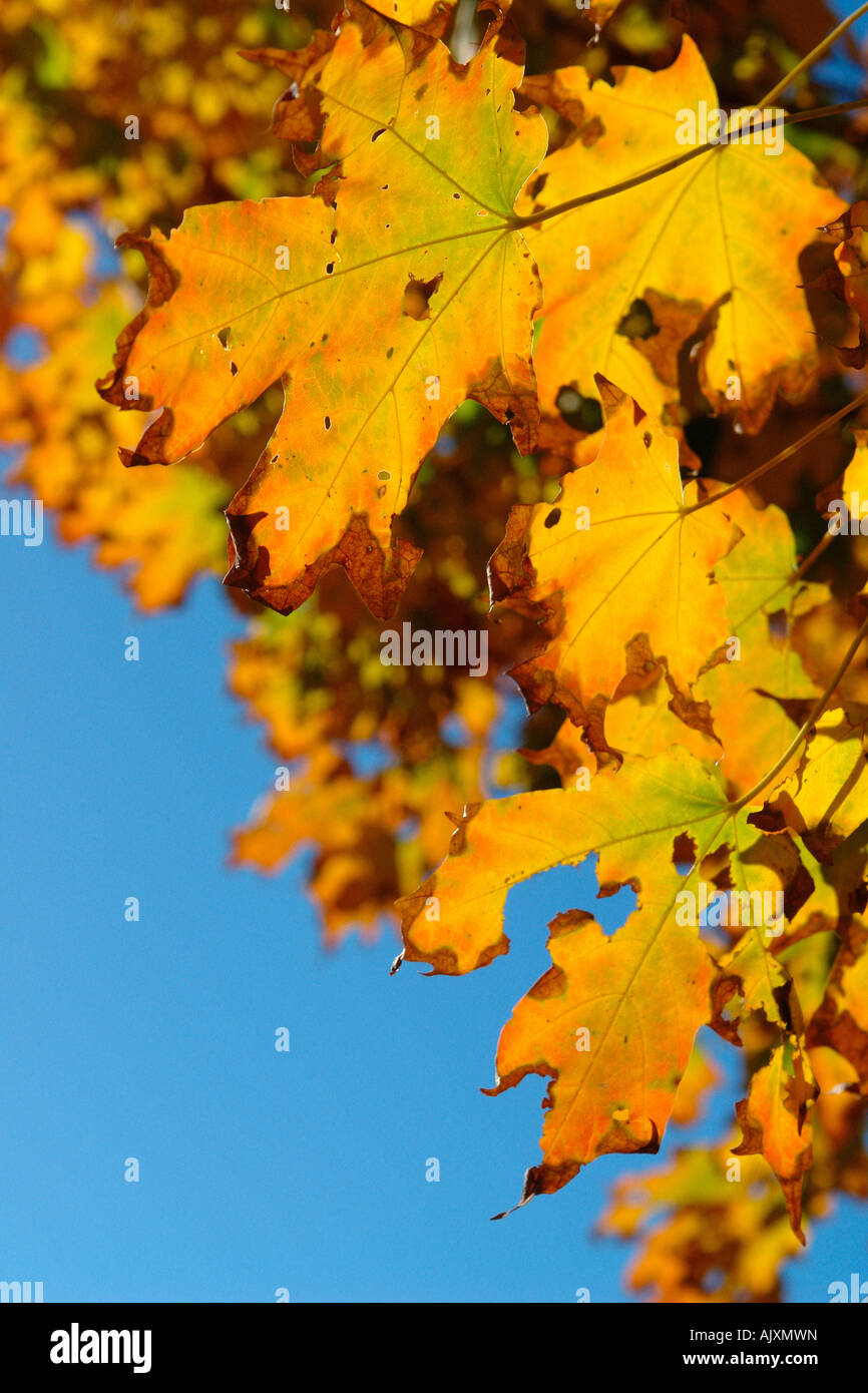 Vibrantly farbigen Herbstblätter mit Textfreiraum Stockfoto