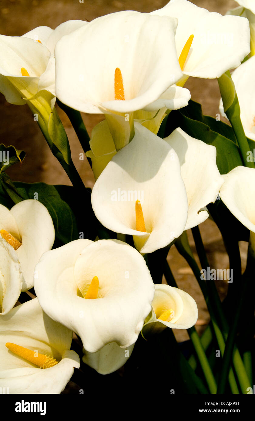 Nahaufnahme von Blumen in Chichicastenango Guatemala in den Märkten am Markttag Stockfoto