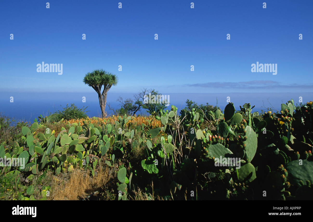 Drachenbaum in der Nähe von Las Tricias-La Palma-Kanarische Inseln-Spanien Stockfoto