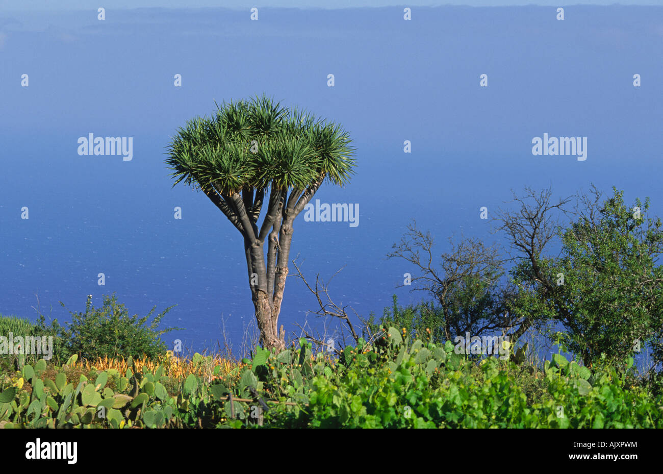 Drachenbaum in der Nähe von Las Tricias-La Palma-Kanarische Inseln-Spanien Stockfoto