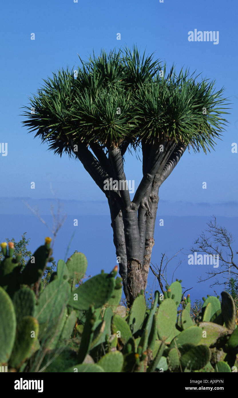 Drachenbaum in der Nähe von Las Tricias-La Palma-Kanarische Inseln-Spanien Stockfoto