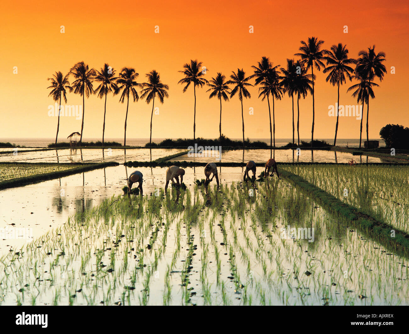Indonesien. Bali. Kalibukbuk. Arbeiter in Reisfeldern in der Dämmerung. Stockfoto