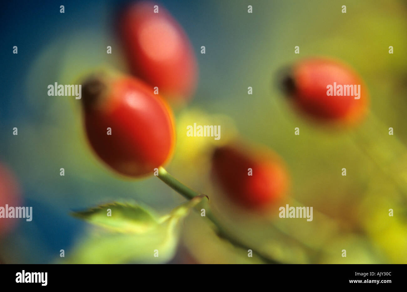 Hagebutten der Hundsrose oder Rosa Canina im Herbst Stockfoto