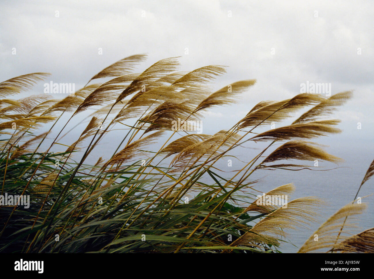 East Coast Highway Taiwan Rasen Blumen Blowing in the Wind nach Taifun Stockfoto