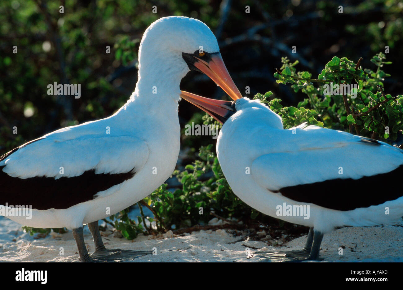 Booby maskiert / Blue-faced Sprengfallen Stockfoto