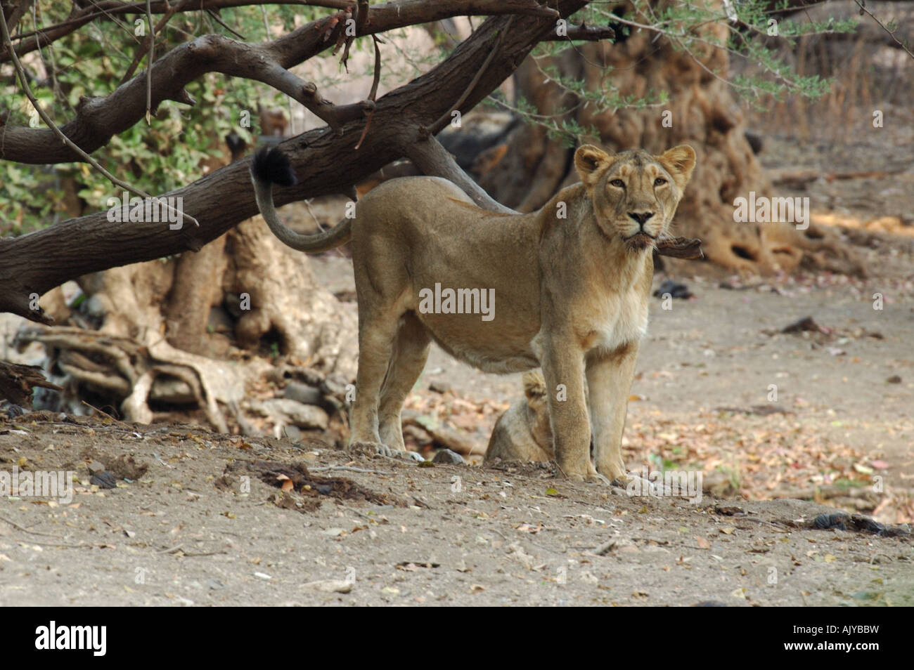Indische Löwen im Gir-Nationalpark in Indien Stockfoto