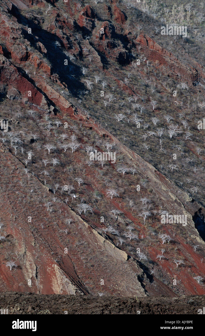 Holy Wood / Incense Tree Stockfoto