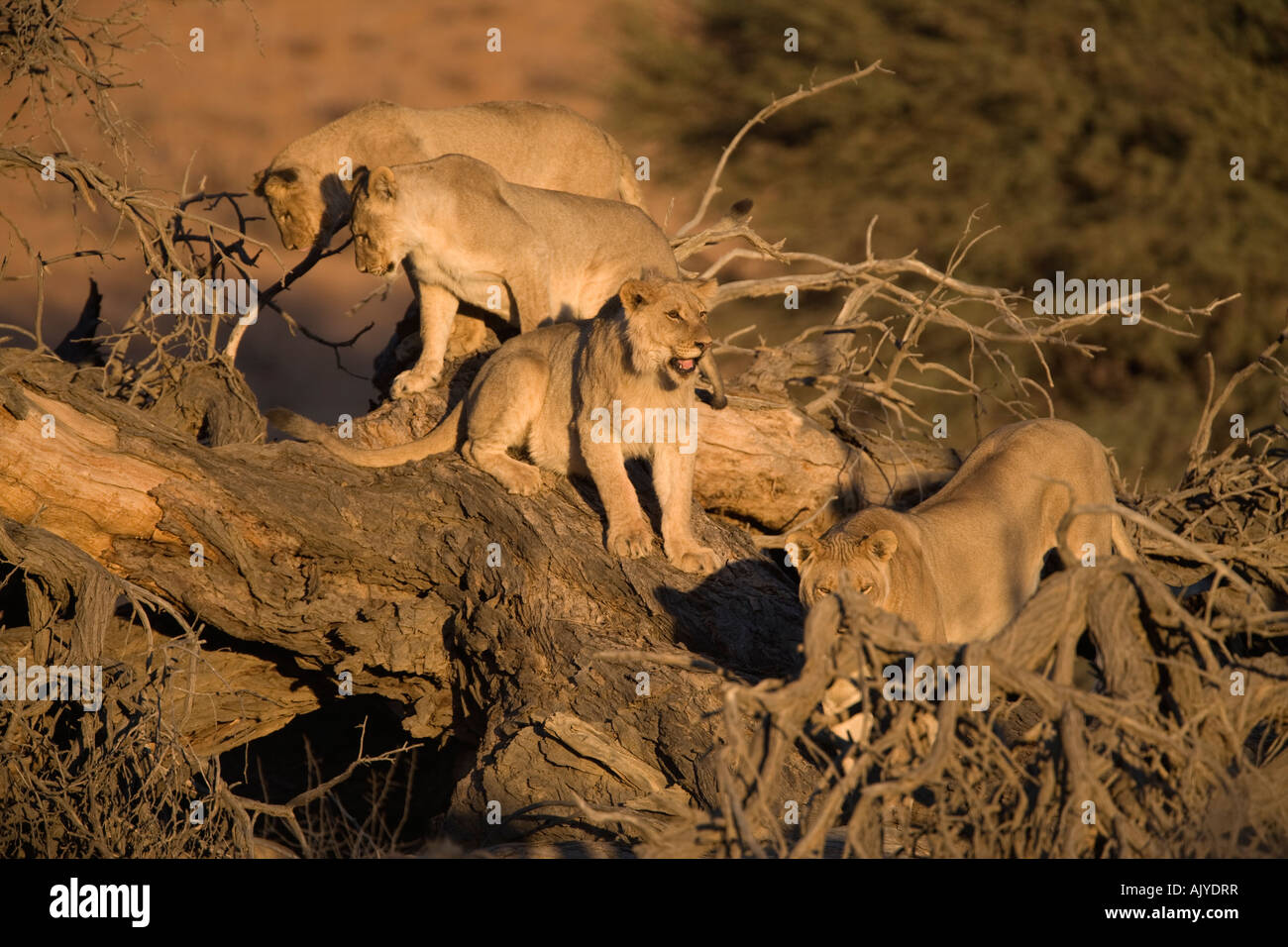 Löwen Panthera Leo auf Spiel Baum Kgalagadi Transfrontier Park in Südafrika Stockfoto