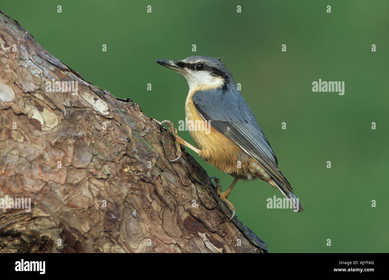 Kleiber Sitta Europea UK Stockfoto