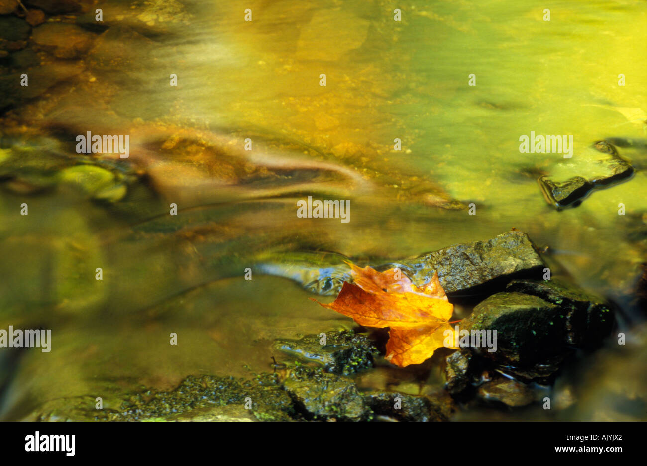 Ein gefallener Ahornblatt in einem stream Stockfoto