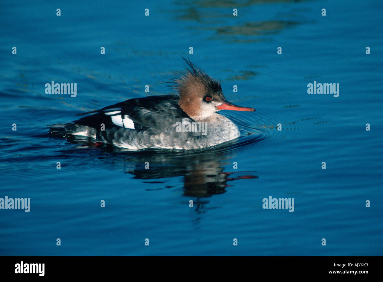 Red-breasted Meerganser / Mittelsaeger Stockfoto