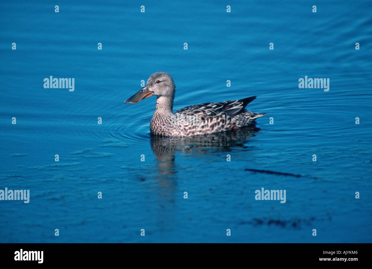 Nördlichen Löffelente / Loeffelente Stockfoto