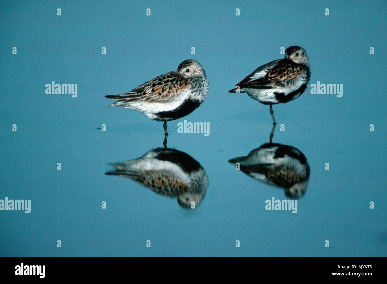 Alpenstrandläufer / Alpenstrandlaeufer Stockfoto