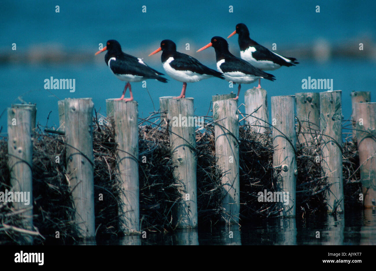 Austernfischer / Austernfischer Stockfoto