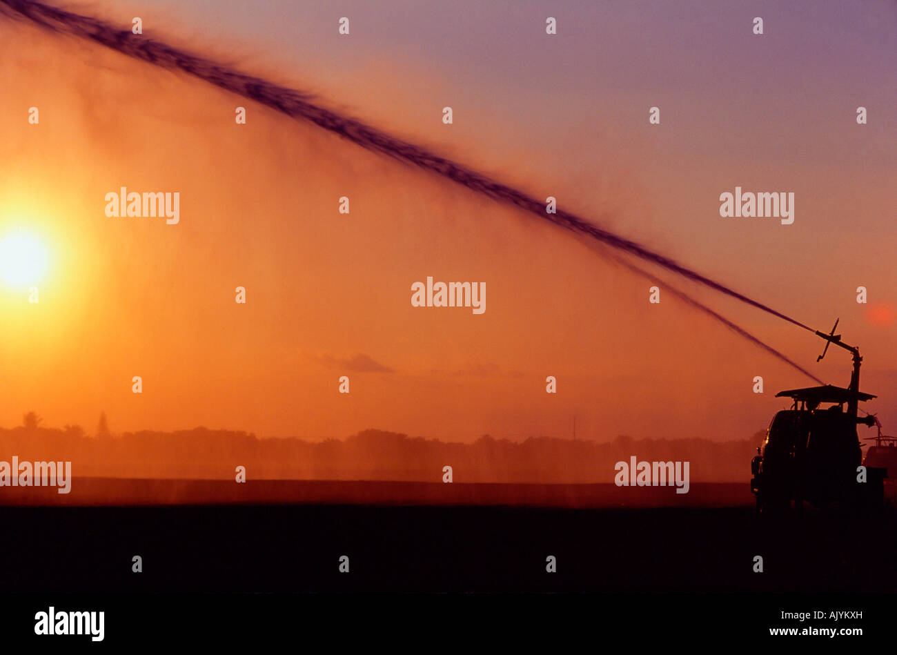 Nutzpflanzen in Feld, Traktor in Felder, Ernten in Reihen, Landarbeiter. Stockfoto