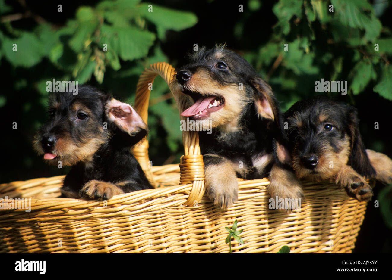 Dackel Welpen Abzugeben Hunde Haustier Anzeiger