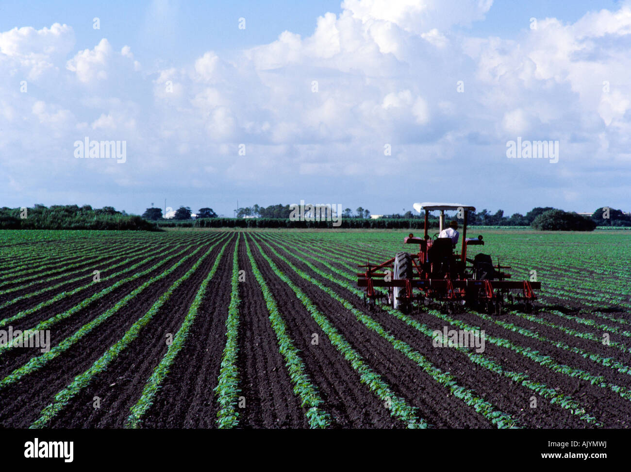 Nutzpflanzen in Feld, Traktor in Felder, Ernten in Reihen, Landarbeiter. Stockfoto