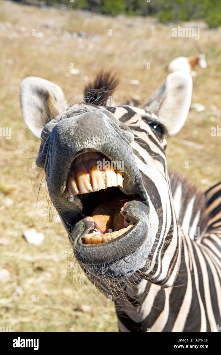 Zebra Zähne lustiges Gesicht schließen Blick in die Kamera Stockfoto