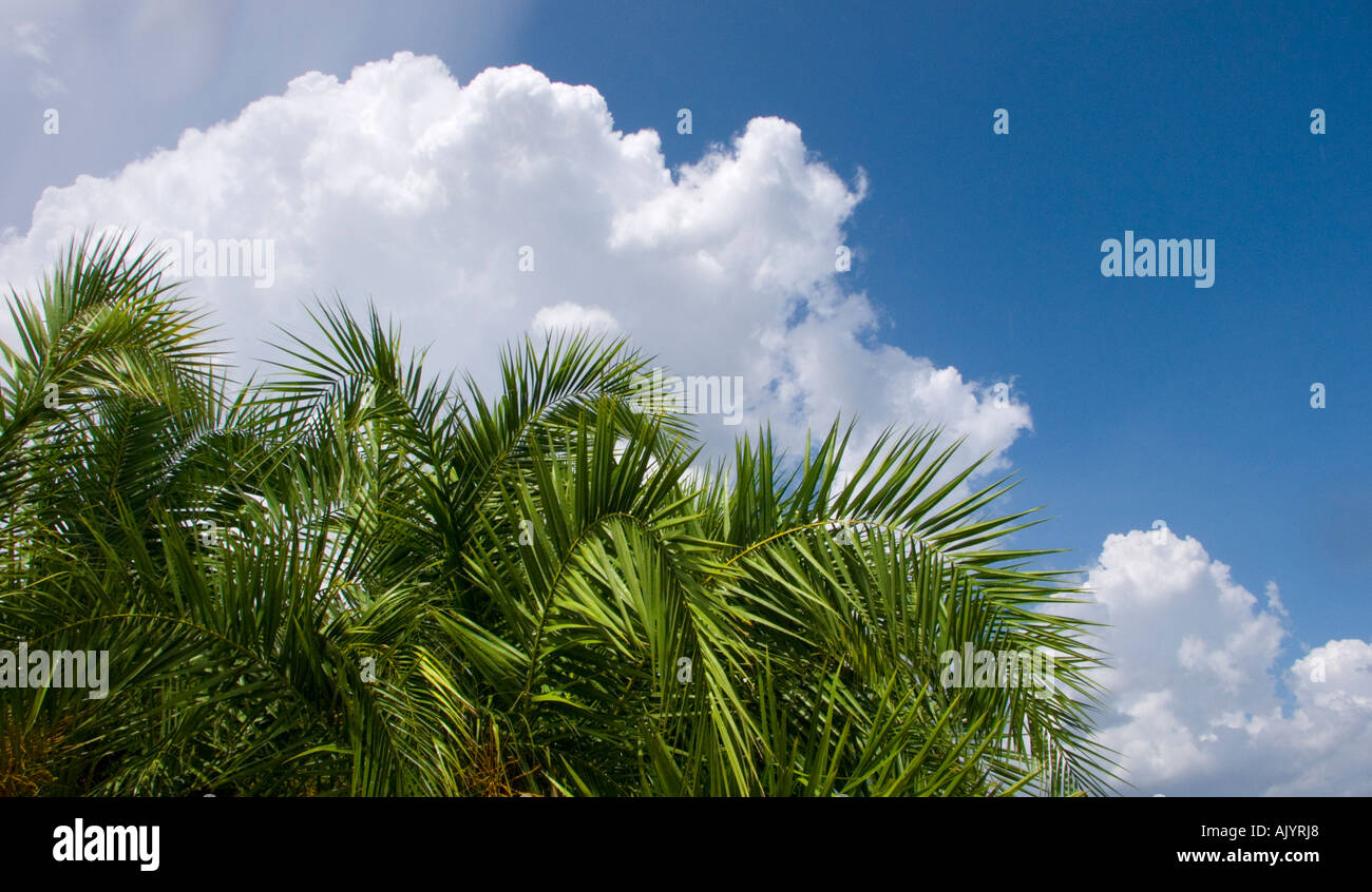 dramatische flauschige weiße Wolken sonnigen Himmel Stockfoto