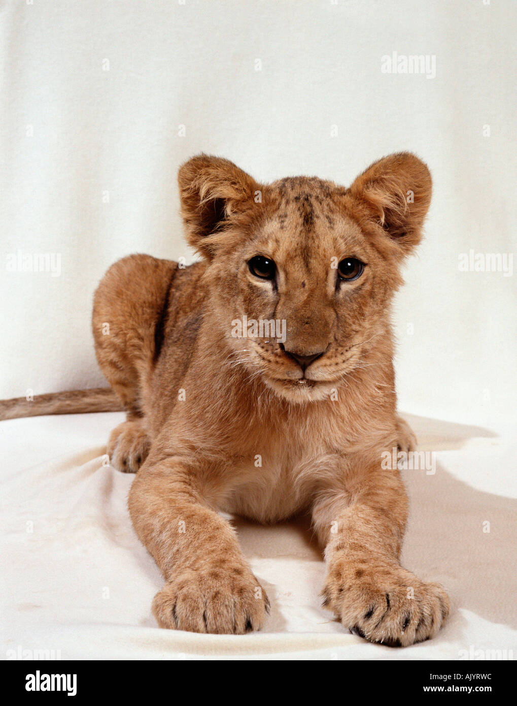 Afrikanischer Löwe Stockfoto