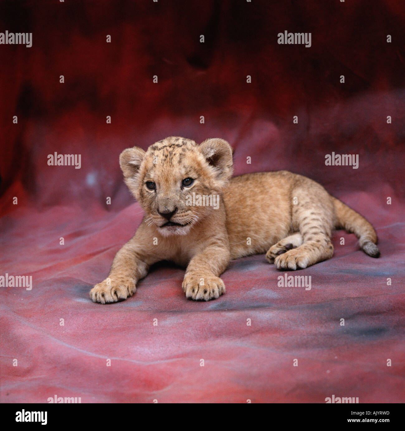 Afrikanischer Löwe Stockfoto