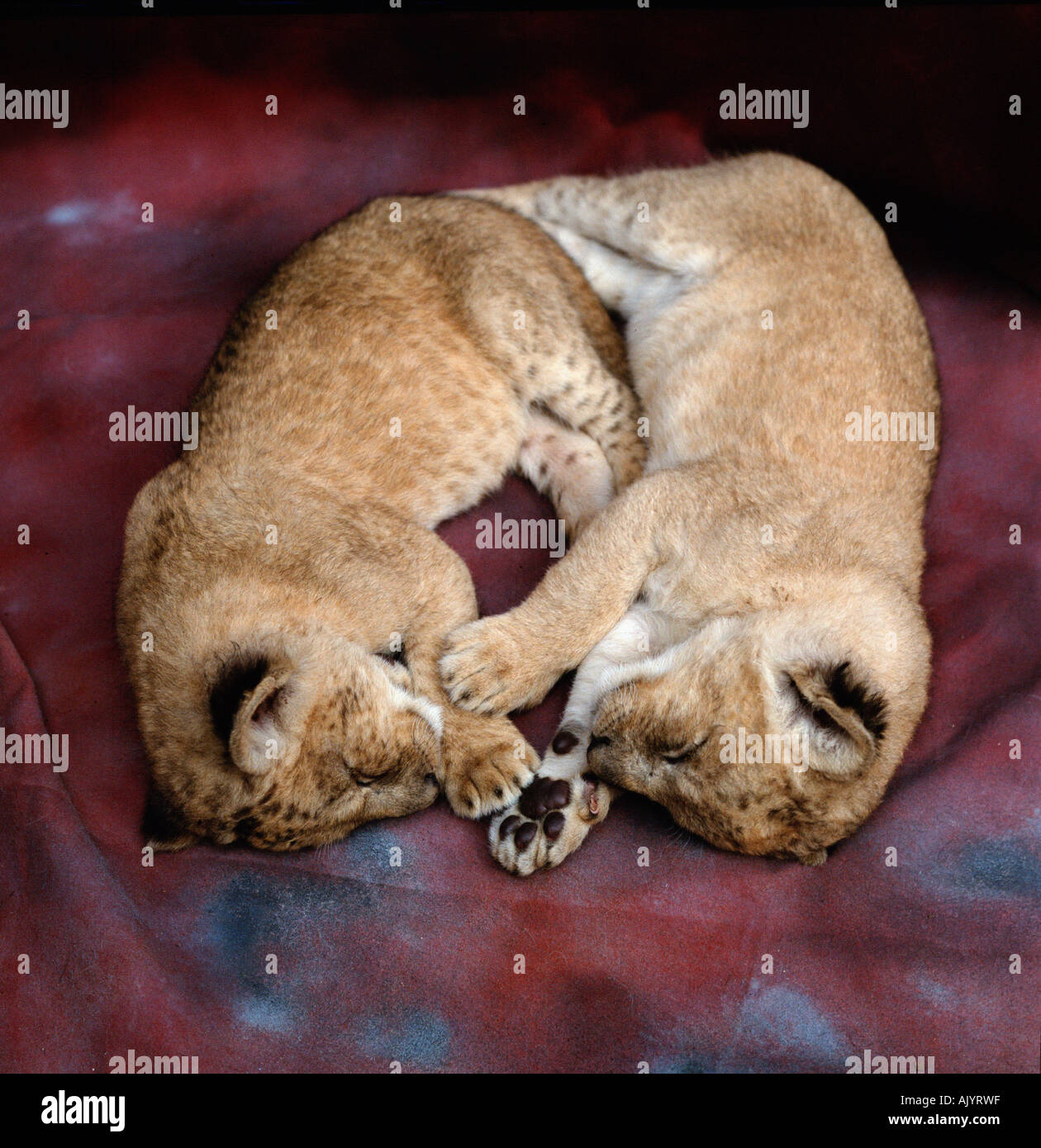 Afrikanischer Löwe Stockfoto