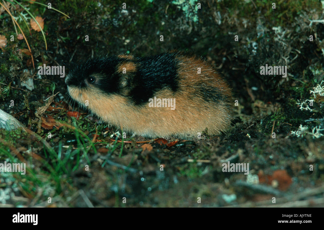 Norwegen-Lemming / Berglemming Stockfoto