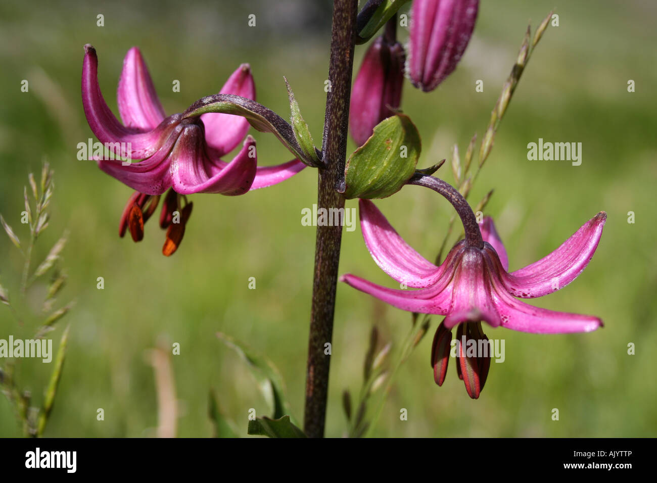Martagon-Lilie im Nationalpark Monti Sibillini, zentralen Apennin, Italien Stockfoto