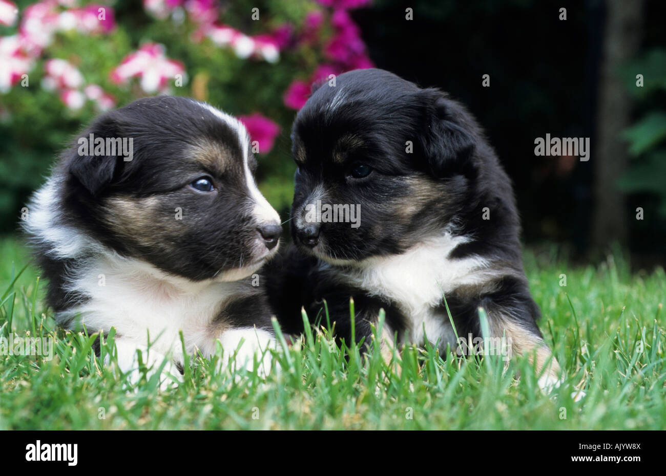 Mischlingshund Zwei Welpen Auf Wiese Mischling Border Collie Und Australian Shepard zwei reinrassige Welpen auf Grünland Mischling Stockfoto