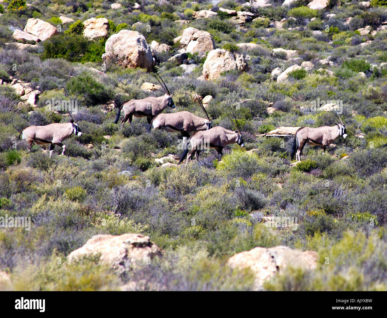 Herde von Seerobben in Namaqualand Stockfoto