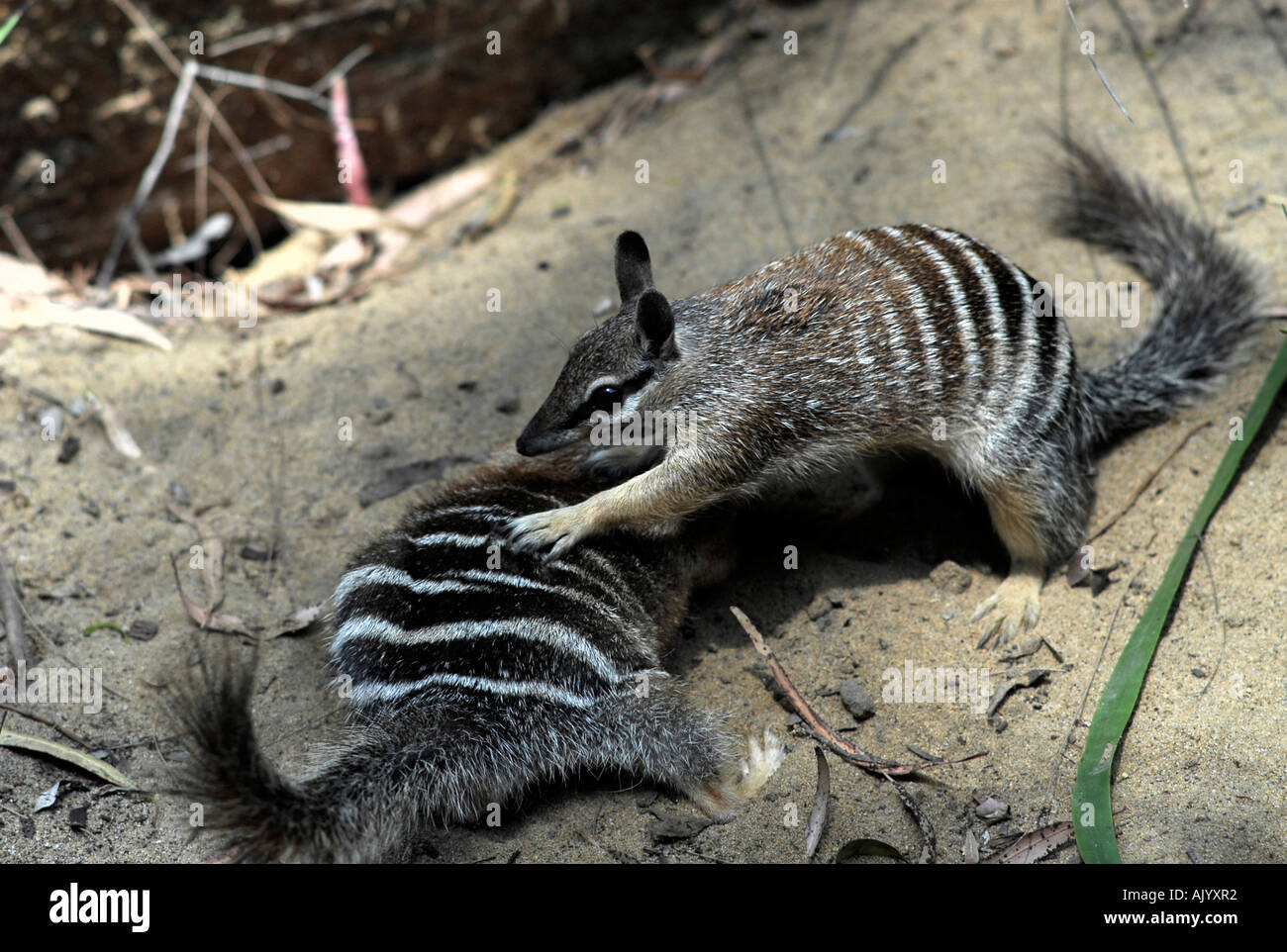 zwei Jugendliche Numbats, Myrmecobius Fasciatus, Spiel-kämpfen Stockfoto