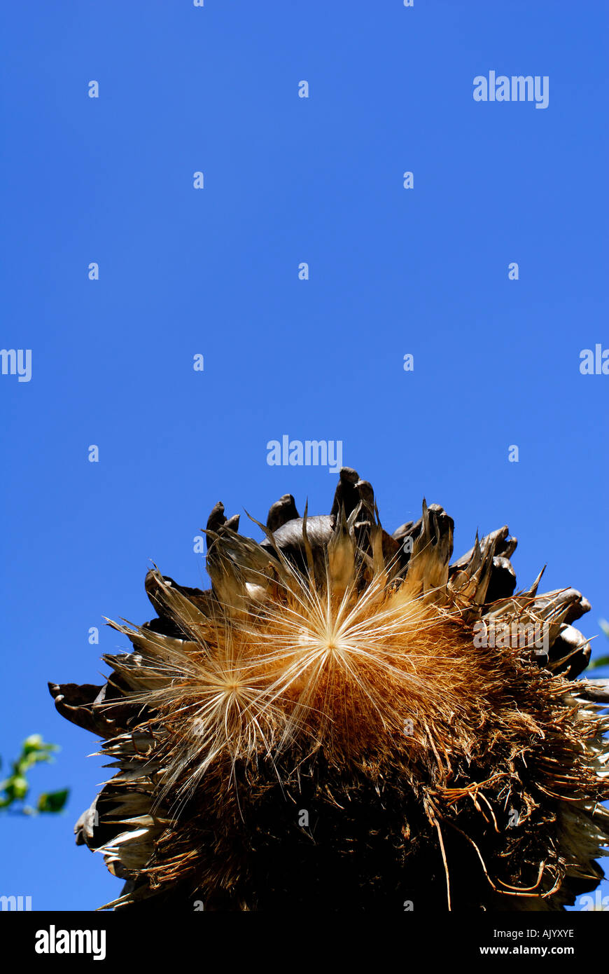 Nahaufnahme eines trockenen Artischockenblüte und Samen vor tiefblauem Himmel, Hochformat Stockfoto