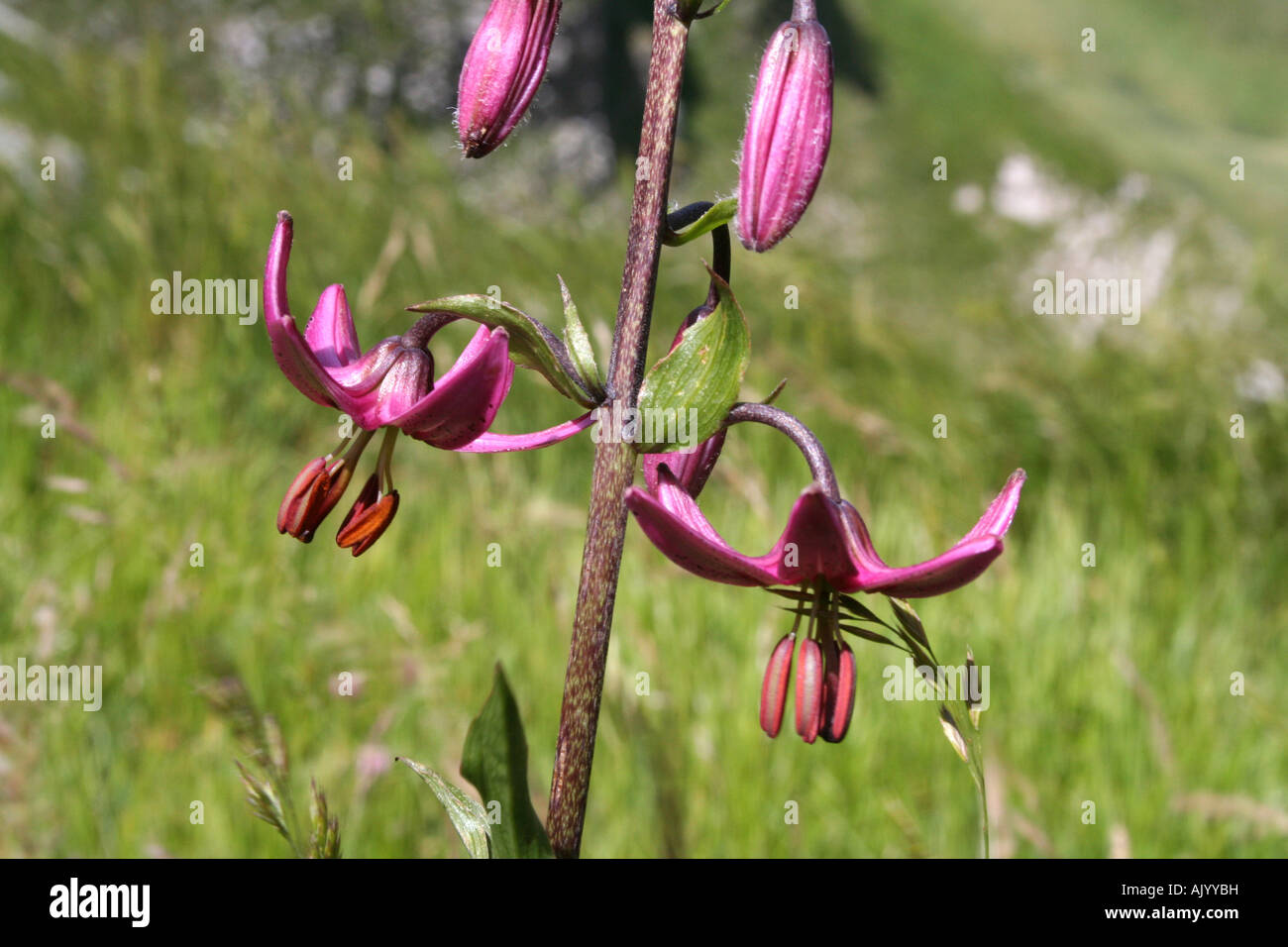 Martagon-Lilie im Nationalpark Monti Sibillini, zentralen Apennin, Italien Stockfoto