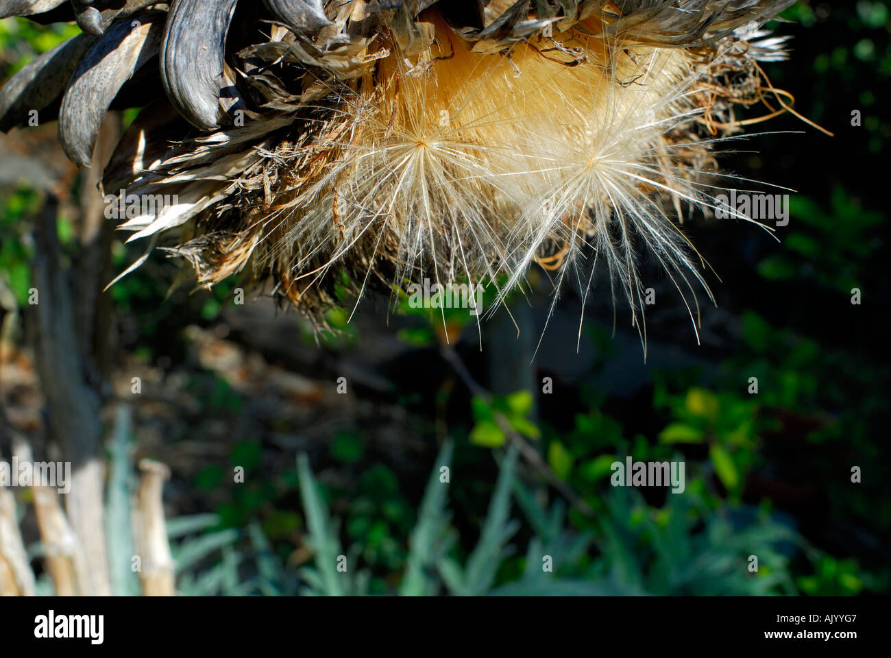 Nahaufnahme eines trockenen Artischockenblüte und Samen mit grünen Blättern der Pflanze im Hintergrund Stockfoto