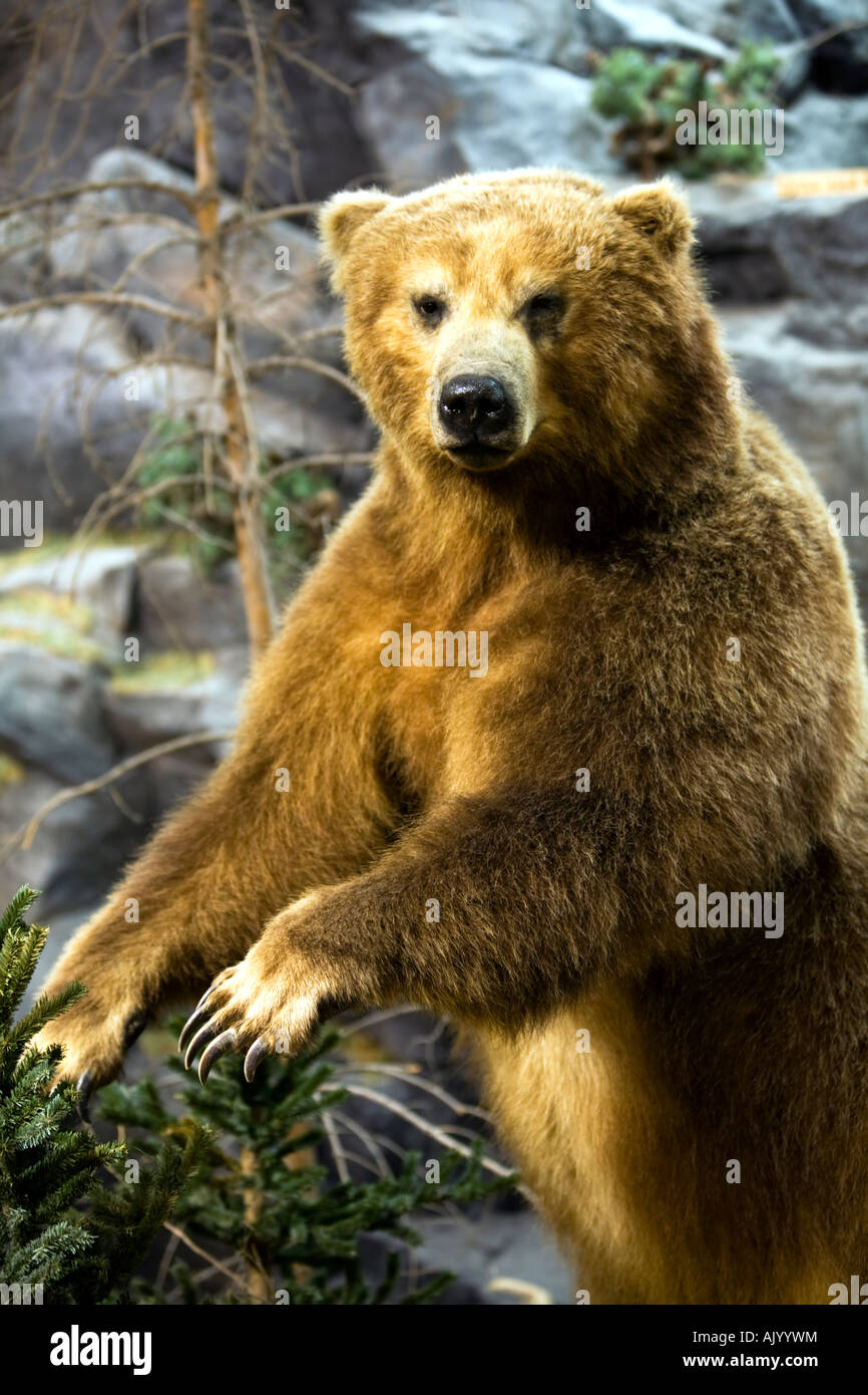 Grisley Bär stehend Im Bergen umgebene Stockfoto