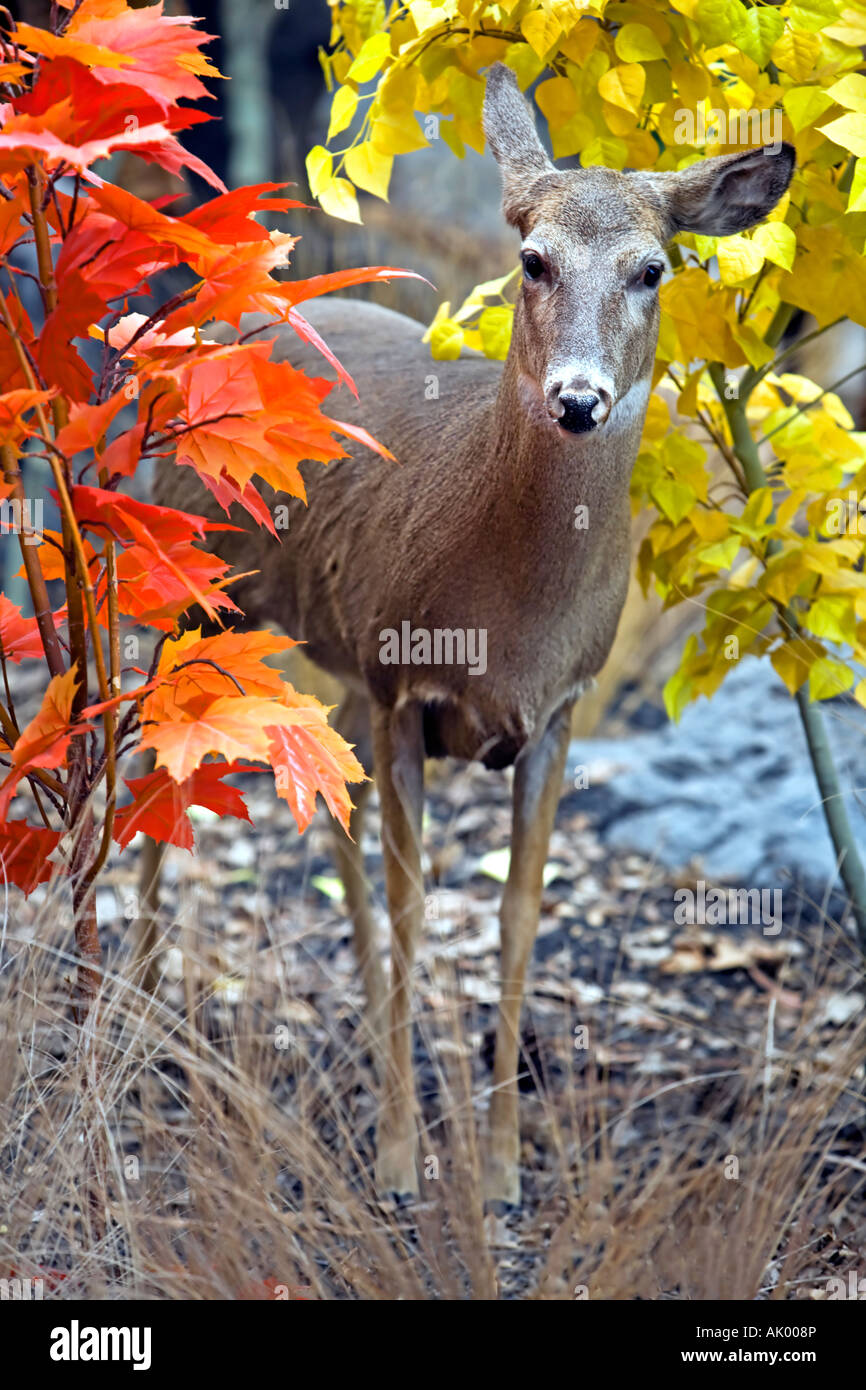 Hirsch Herbstlaub Whitetail Doe in einem Wald. Tier-und Pflanzenwelt und Tierpräparation. Anzeige der Natur. Stockfoto