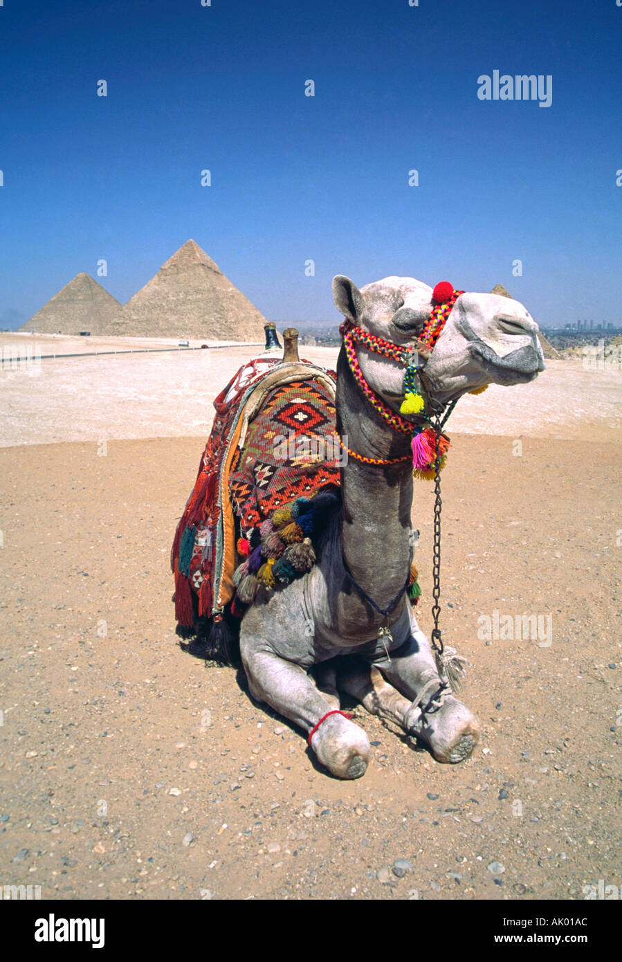Ein Kamel in der Sonne in der Nähe der großen Pyramiden von Gizeh Stockfoto