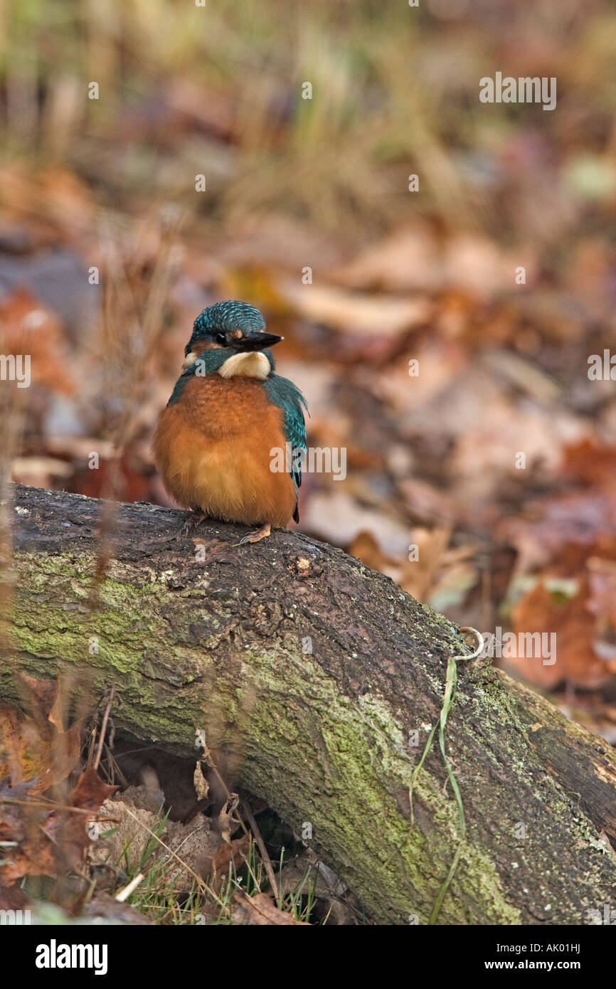 Eisvogel Alcedo Atthis gehockt Log Warnung Potton Bedfordshire suchen Stockfoto