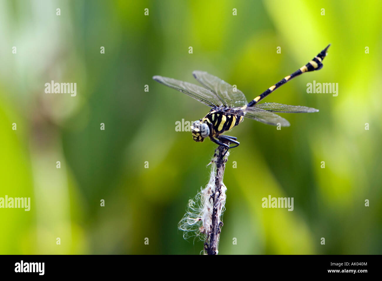 Ictinogomphus Rapax. Indische Clubtail Libelle in der indischen Landschaft Stockfoto