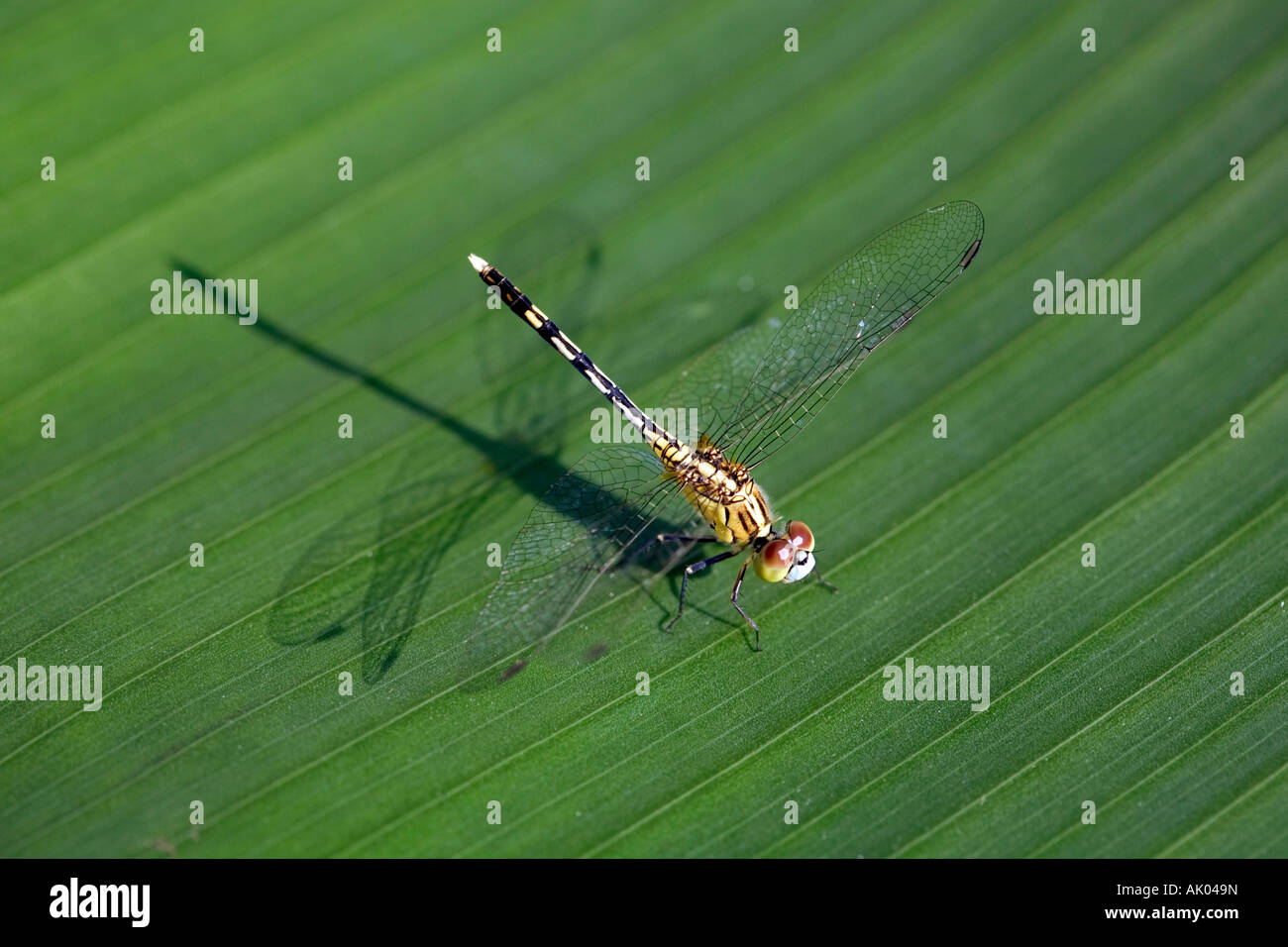 Indische Libelle auf Bananenblatt. Indien Stockfoto