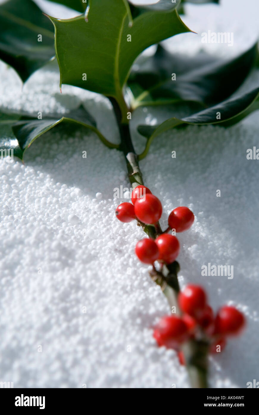 Nahaufnahme Bild von Holly mit roten Beeren auf faux Schnee erschossen Stockfoto
