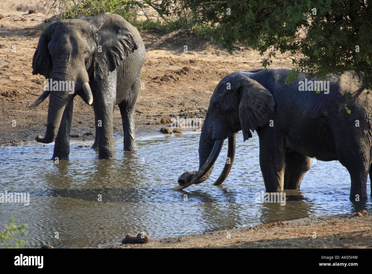 Elefanten an einer Wasserstelle, Tembe Elephant Park Stockfoto