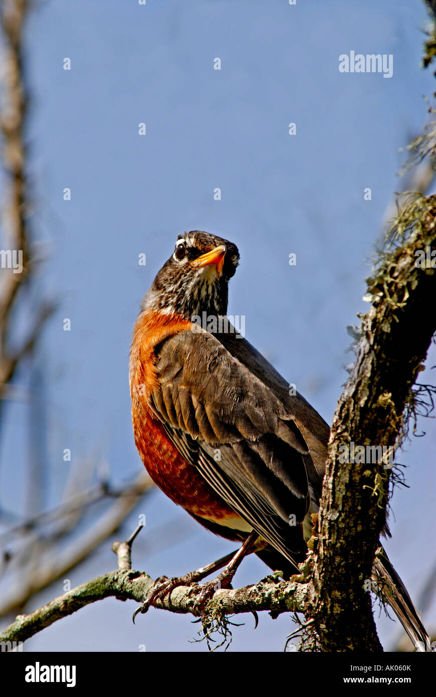 American Robin, Turdus Migratorius wilder Vogel, Texas USA leben von Würmern und Insekten. Stockfoto