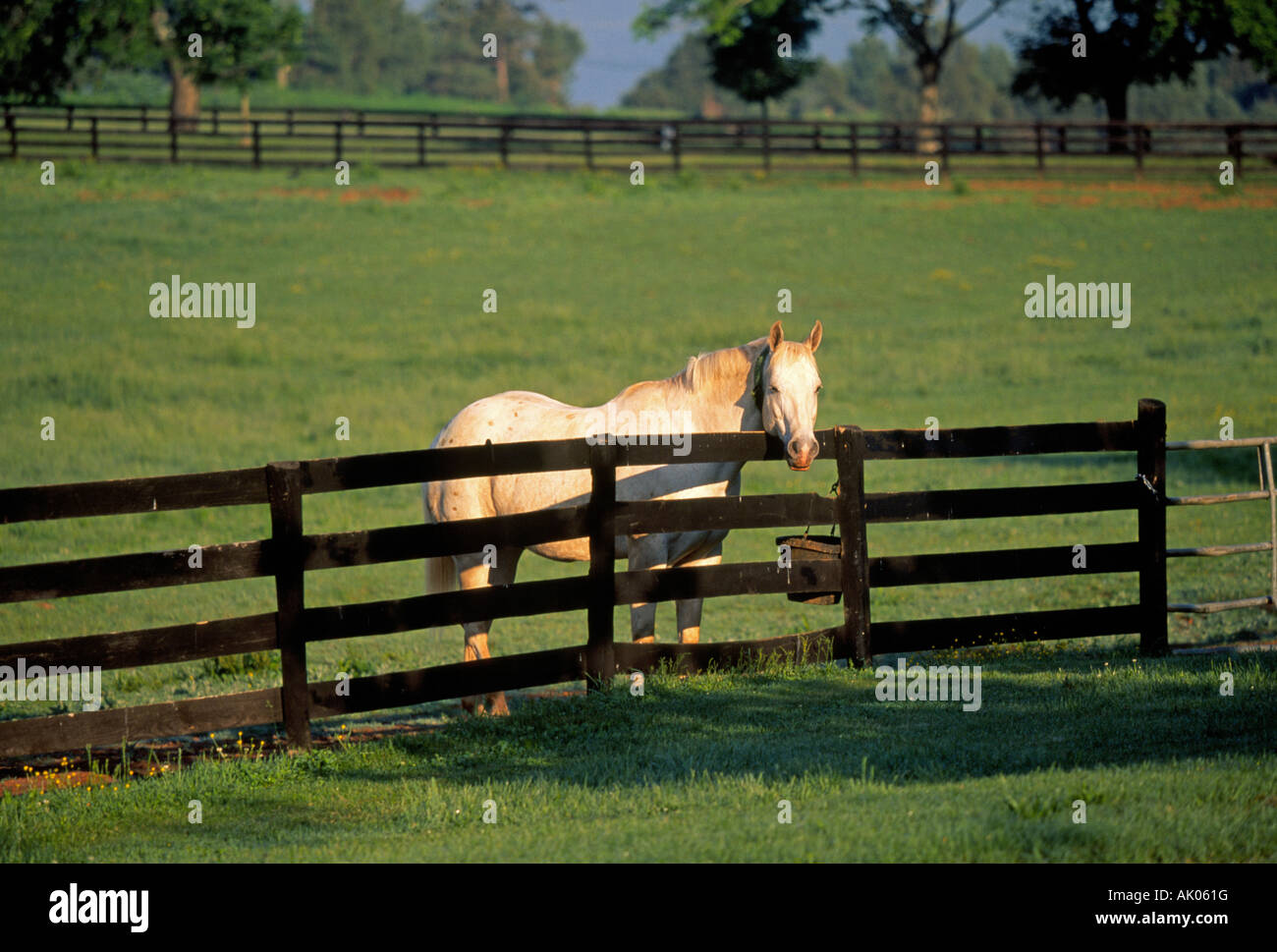 Ein Vollblut-Rennpferd auf einer Weide in der Farm-Land in der Nähe von Charlottesville Virginia Stockfoto