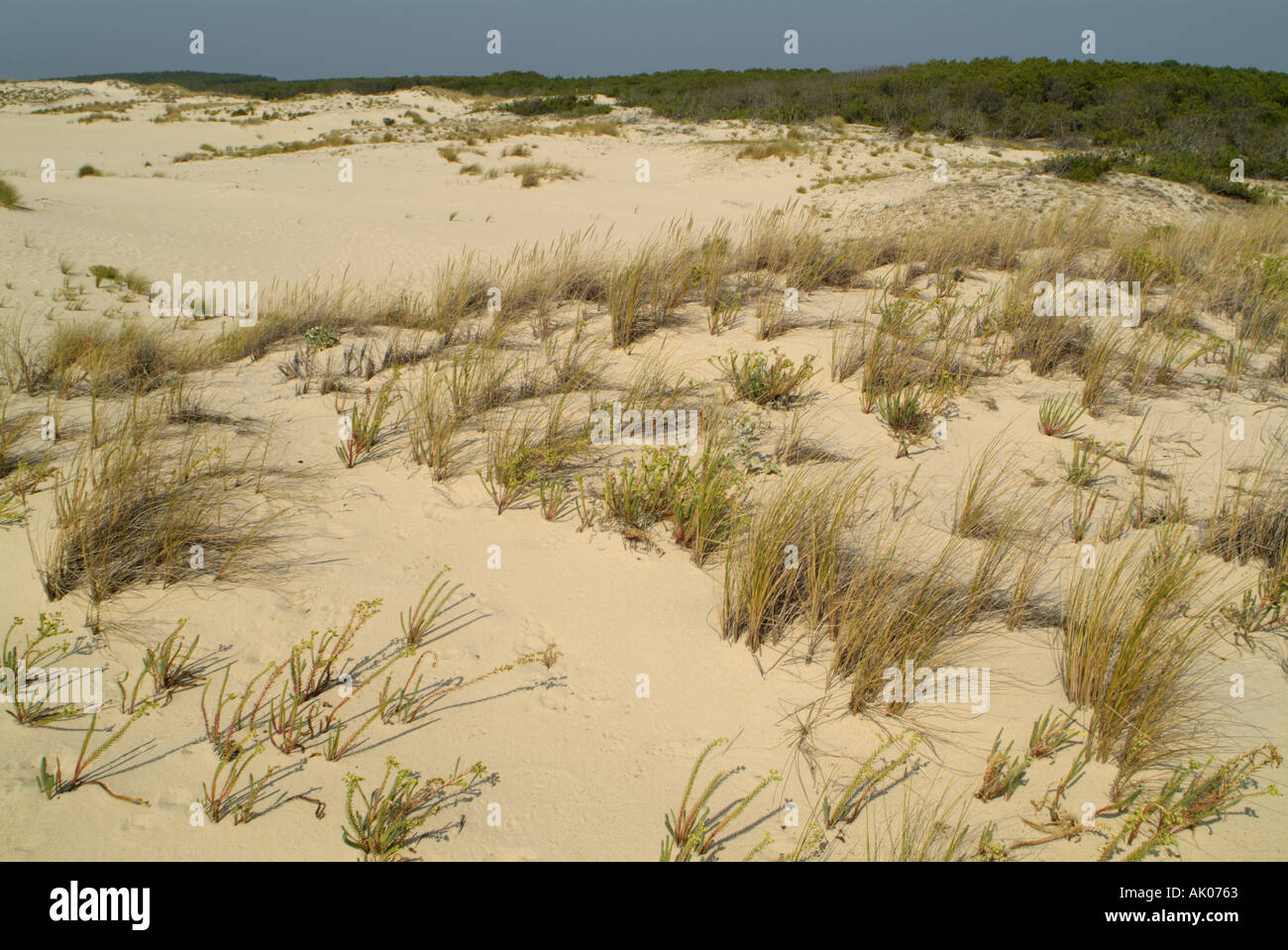 Frankreich Gironde Bordeaux Le Porge Ocean Sand Dune Stockfoto