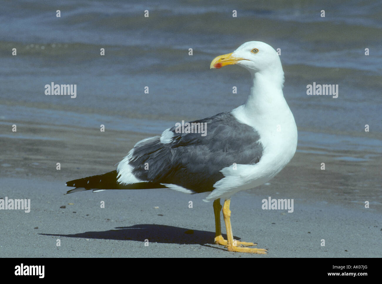 Gelb-Footed Gull (Larus belebt) Baja California, Sea of Cortez, Mexiko Stockfoto