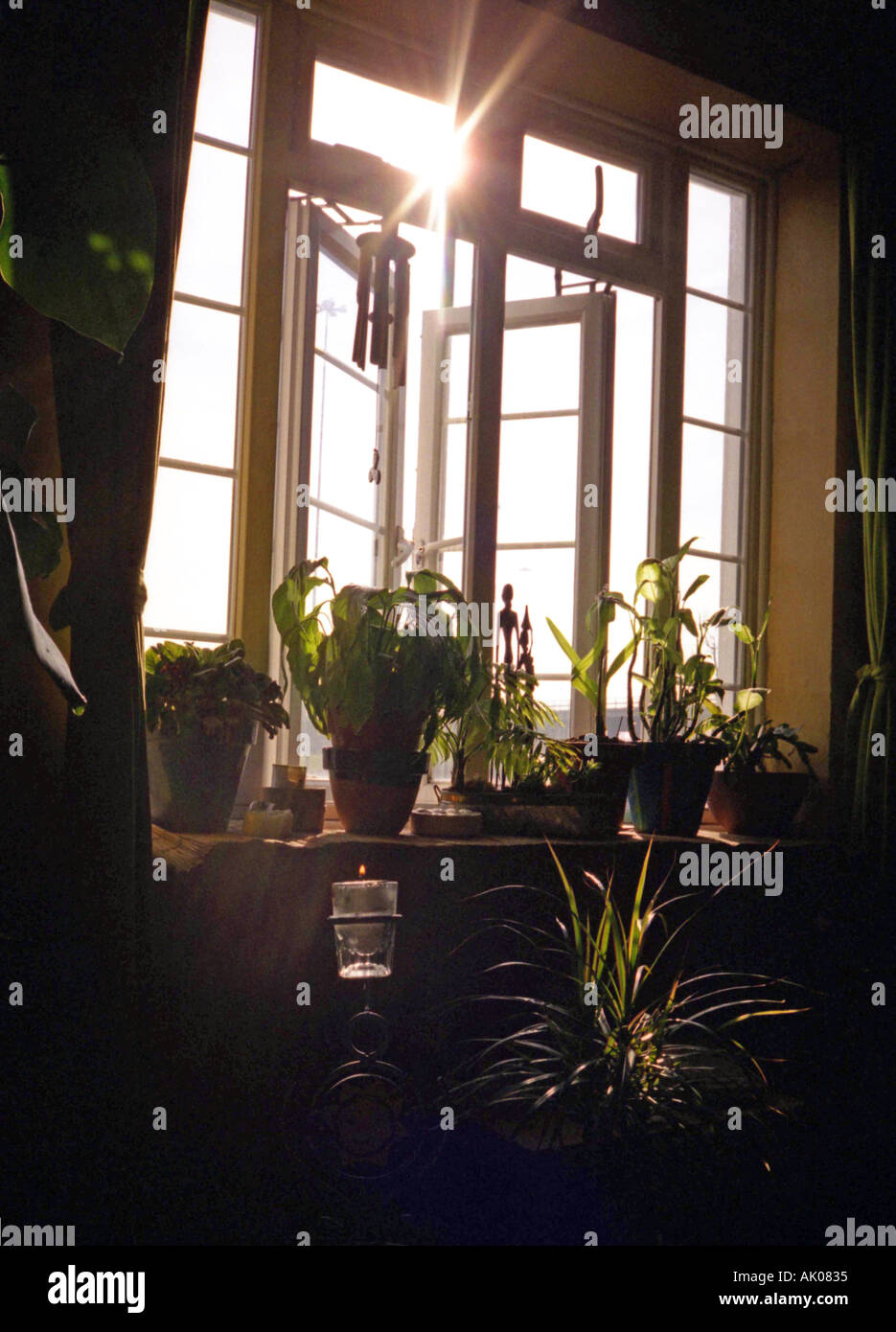 Sonne durch ein Fenster geschmückt mit Pflanzen Brent Cross London England UK Großbritannien Nordeuropa Stockfoto